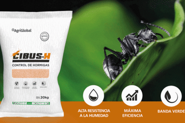 El tiempo de las hormigas: una amenaza silenciosa para los cultivos extensivos