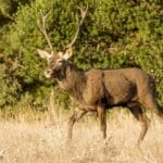 Preocupación ganadera: detectan casi cien casos de ciervos muertos por la EHE en solo dos meses en la provincia de Zamora
