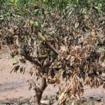 Creen que es el momento de que ya todas las administraciones que clarifiquen y agilicen las ayudas agrarias de la DANA