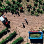 España, Francia, Italia y Portugal impulsarán las cláusulas espejo para asegurar la competitividad hortofrutícola