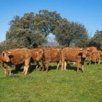 ‘Coches por vacuno’: El acuerdo con Mercosur permitirá la entrada de 99.000 t de carne de vacuno a un coste entre un 18 y un 32% inferior