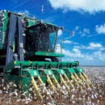 Termina la cosecha de algodón andaluz con un balance de campaña de bajos rendimientos y precios significativamente menores