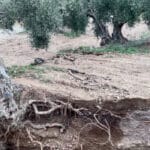 El campo de Castilla-La Mancha solicita medidas urgentes para paliar los daños causados por la DANA en especial en Cuenca y Albacete