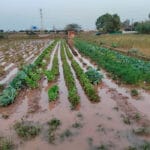 La campaña Cultivemos Solidaridad por la DANA busca fondos para cubrir pérdidas, reparar maquinaria e infraestructura y asegurar productos frescos La campaña Cultivemos Solidaridad por la DANA busca fondos para cubrir pérdidas, reparar maquinaria e infraestructura y asegurar productos frescos
