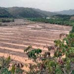 Llueve sobre muy mojado: alertan de graves daños ocasionados en agricultura y ganadería tras el paso de la segunda DANA por Málaga