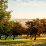 Desde la comarca de Los Pedroches se solicita a la UNESCO que declare el 22 de abril como el Día Mundial de la Dehesa