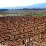 Exigen una reunión urgente con Planas ante la dramática situación del sector vitivinícola: piden ayudas por arranque y prohibir nuevas autorizaciones