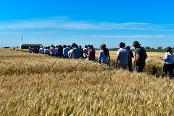 El trigo se recarga para 2025 con dos nuevas variedades que rinden hasta 350 kilos más por hectárea