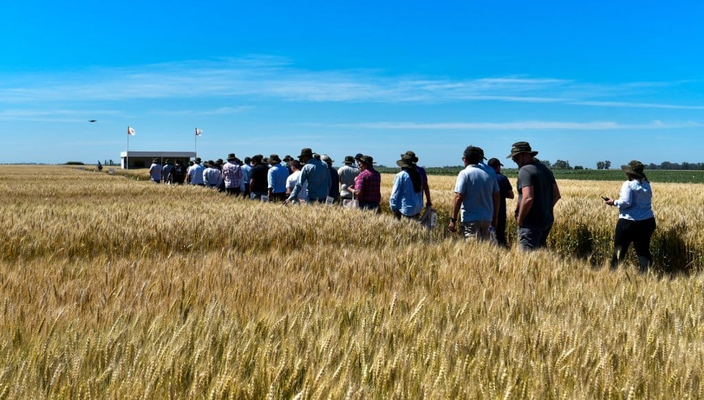 El trigo se recarga para 2025 con dos nuevas variedades que rinden hasta 350 kilos más por hectárea