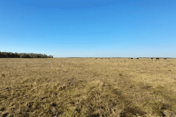 En la Pampa Deprimida, la producción de forraje crece con pastoreo intensivo en lugar del glifosato