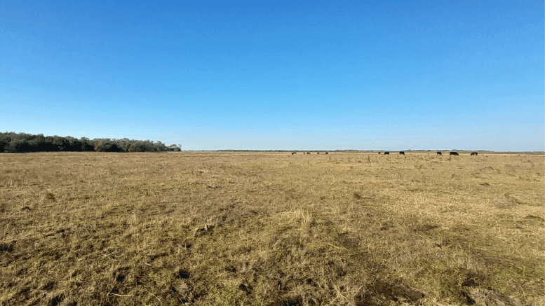 En la Pampa Deprimida, la producción de forraje crece con pastoreo intensivo en lugar del glifosato