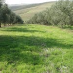 Los eco-regímenes de la PAC aumentan en más de 1.300.000 hectáreas la superficie dedicada a cubiertas vegetales y siembra directa