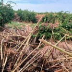 El ecologismo radical mata