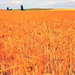 El plazo para solicitar los intereses de los préstamos preferenciales concedidos por la sequía finalizara el próximo jueves 5 de diciembre