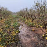 Europa abre la puerta a facilitar nuevas ayudas por la DANA: respaldan usar los fondos Feader no comprometidos como ayuda