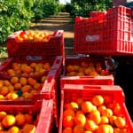 Advertencia al Observatorio de Cítricos de la UE: las DANAs y sobre todo Mercosur hipotecan el futuro de los citricultores españoles