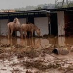 Colaboración para salvar el ganado afectado por la DANA: habilitan tres naves para almacenar donaciones para su reparto en granjas e hípicas
