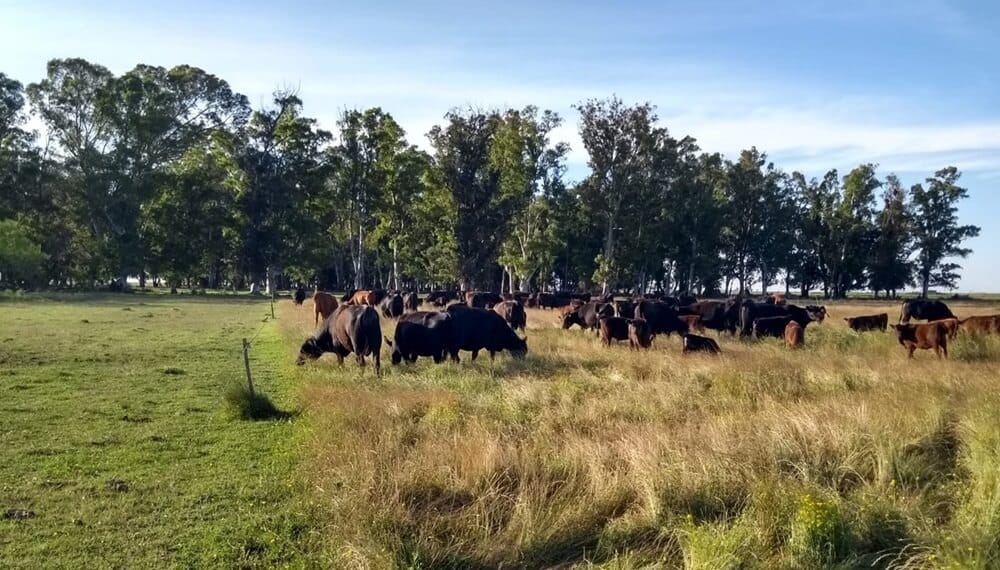 Europa confirmó la prórroga del reglamento antideforestación y el campo argentino lo celebró