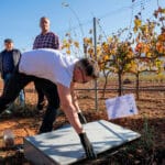Una finca de Bodegas Calvente en el Valle de Lecrín, campo de pruebas de una innovadora herramienta digital para gestionar los viñedos