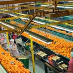 En marcha el I Foro Digital Internacional de los Cítricos para analizar su producción, comercialización y distribución En marcha el I Foro Digital Internacional de los Cítricos para analizar su producción, comercialización y distribución