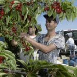 Puertas giratorias contra el campo: denuncian que ex políticos del PP y PSOE defienden intereses de los agricultores marroquíes contra los españoles