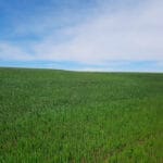 A veces sí llueve a gusto de todos: las últimas lluvias impulsan la nascencia del cereal y de otros cultivos de invierno recién sembrados A veces sí llueve a gusto de todos: las últimas lluvias impulsan la nascencia del cereal y de otros cultivos de invierno recién sembrados