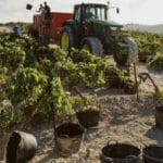 España encabezó el aumento en la producción de vino en la UE en 2024 con más del doble de lo que creció Italia, principal productora europea