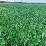 Primeros resultados del Proyecto Leguminose: El intercropping de leguminosas y cereales puede reducir las necesidades de fertilización de nitrógeno Primeros resultados del Proyecto Leguminose: El intercropping de leguminosas y cereales puede reducir las necesidades de fertilización de nitrógeno