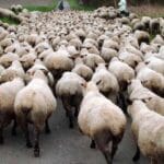 La lengua azul llega a Madrid y se extiende aún más por Extremadura: Detectan el serotipo 3 en Aranjuez (Madrid) y del 8 en Cáceres