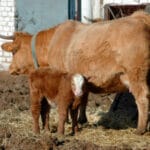 El Fega actualiza ligeramente al alza los importes unitarios de las ayudas asociadas a la ganadería de la PAC 2024