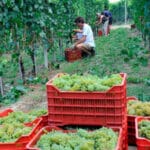 España, Francia e Italia señalan la importancia de que la PAC cuente con los recursos financieros necesarios para el sector del vino