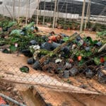 Los viveros sufren destrozos millonarios por los efectos de la DANA y urgen ayudas para regar las plantas que han sobrevivido y reconstruir