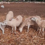 Modifican las medidas de protección y de control frente al serotipo 3 de lengua azul tras el último foco aparecido en Cádiz