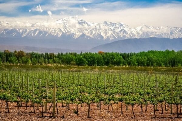 Los “guardianes” de la colección de uvas más grande del Hemisferio Sur alertan: “Hay que decidir el futuro”