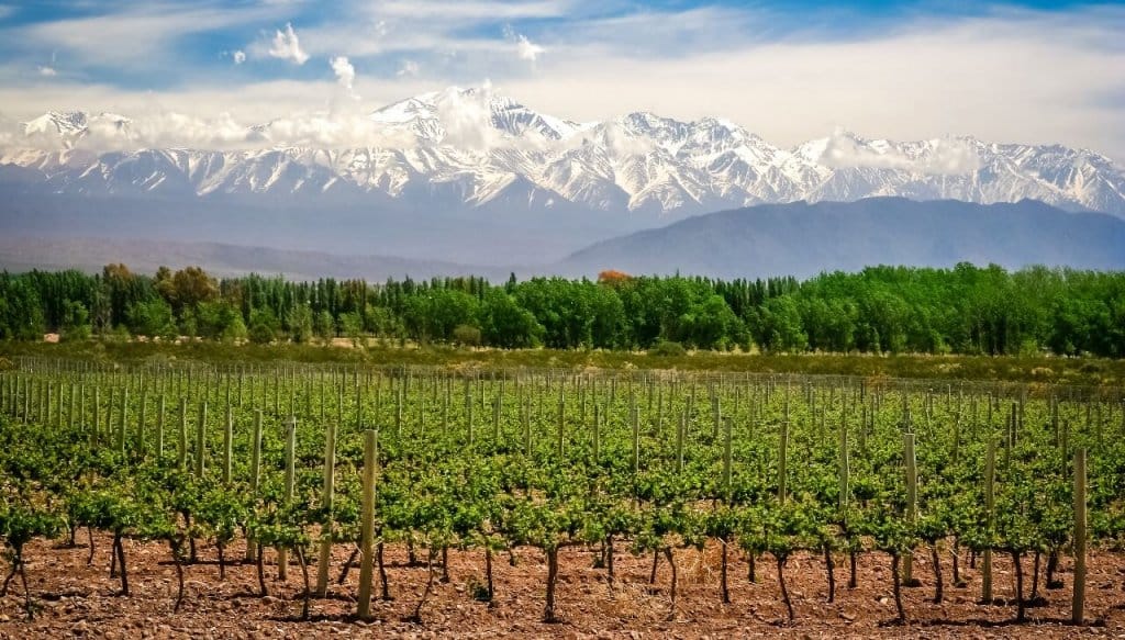 Los “guardianes” de la colección de uvas más grande del Hemisferio Sur alertan: “Hay que decidir el futuro”