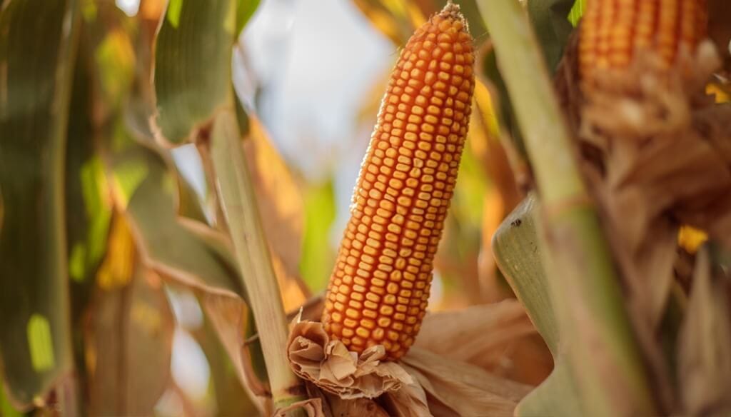 Siembras tardías: maíces que ofrecen rendimiento, estabilidad y adaptabilidad