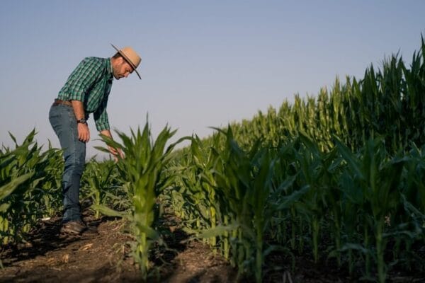 Tras una “precampaña vigilada”, el maíz tardío retoma fuerzas con varias lecciones aprendidas