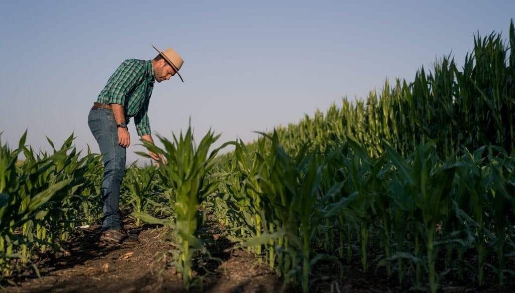 Tras una “precampaña vigilada”, el maíz tardío retoma fuerzas con varias lecciones aprendidas