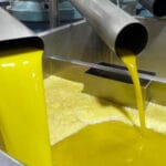 La nueva campaña de comercialización de aceite de oliva arranca con unas cifras «excelentes» en las ventas