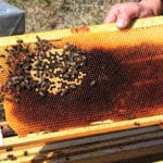 Descubre a fondo los alimentos de Aragón: un territorio privilegiado para la apicultura