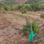 Planas debe esperar a tener el peritaje de las explotaciones tras la DANA para solicitar formalmente los fondos de reserva de la PAC Planas debe esperar a tener el peritaje de las explotaciones tras la DANA para solicitar formalmente los fondos de reserva de la PAC