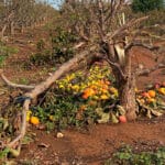 Peritos agrícolas y veterinarios evalúan ya los daños provocados por la DANA en cultivos y cabañas ganaderas