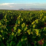 Denuncian «la arbitrariedad e incompetencia» de Agroseguro con las pólizas de la uva al reducir «los rendimientos para su beneficio» Denuncian «la arbitrariedad e incompetencia» de Agroseguro con las pólizas de la uva al reducir «los rendimientos para su beneficio»