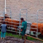 Preocupación en los ganaderos por la huelga de los veterinarios de CyL: piden servicios mínimos rigurosos o anular las pruebas de saneamiento