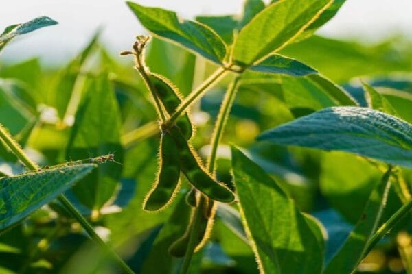 Del ensayo a la adopción: los productores eligen los biológicos Del ensayo a la adopción: los productores eligen los biológicos