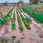Los agricultores y ganaderos afectados por la DANA recibirán las ayudas directas sin solicitud previa y en un plazo aproximado de tres meses