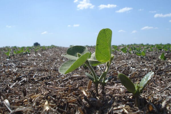 El impacto de las lluvias: la siembra de soja acelera “a velocidad vertiginosa”
