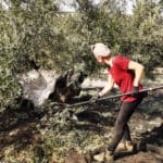 Las claves del presente y el futuro del sector olivarero: amenazas, fortaleza y retos por la consecuencia de la uberización del olivar español Las claves del presente y el futuro del sector olivarero: amenazas, fortaleza y retos por la consecuencia de la uberización del olivar español