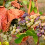 Las ideas claras: exigen una revisión íntegra del sistema de seguros agrarios porque se paga cada vez más por unas pólizas con menos garantías Las ideas claras: exigen una revisión íntegra del sistema de seguros agrarios porque se paga cada vez más por unas pólizas con menos garantías