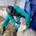 Aragón cede vacunas del serotipo 8 de la lengua azul a Extremadura para que los corderos puedan salir al exterior